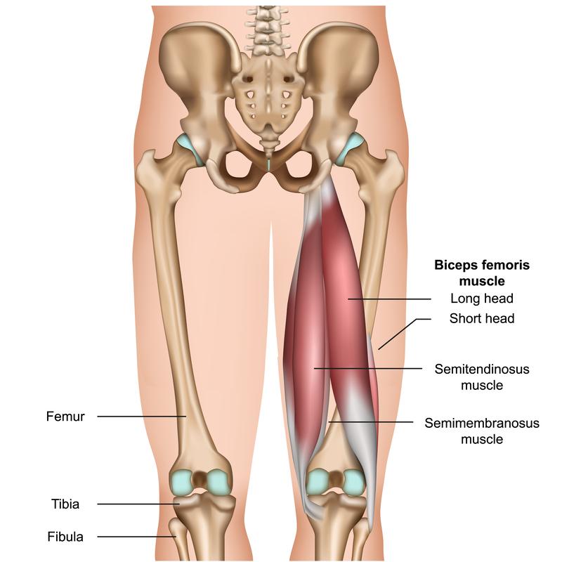 A diagram of the muscles of the lower bodyDescription automatically generated