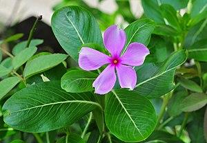 Catharanthus roseus - Wikipedia