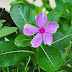  periwinkle, vinca, Madagascar periwinkle