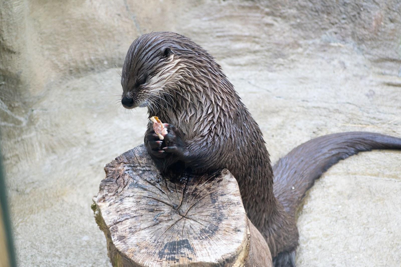 Mote Marine Laboratory & Aquarium, Sarasota sea otter. 