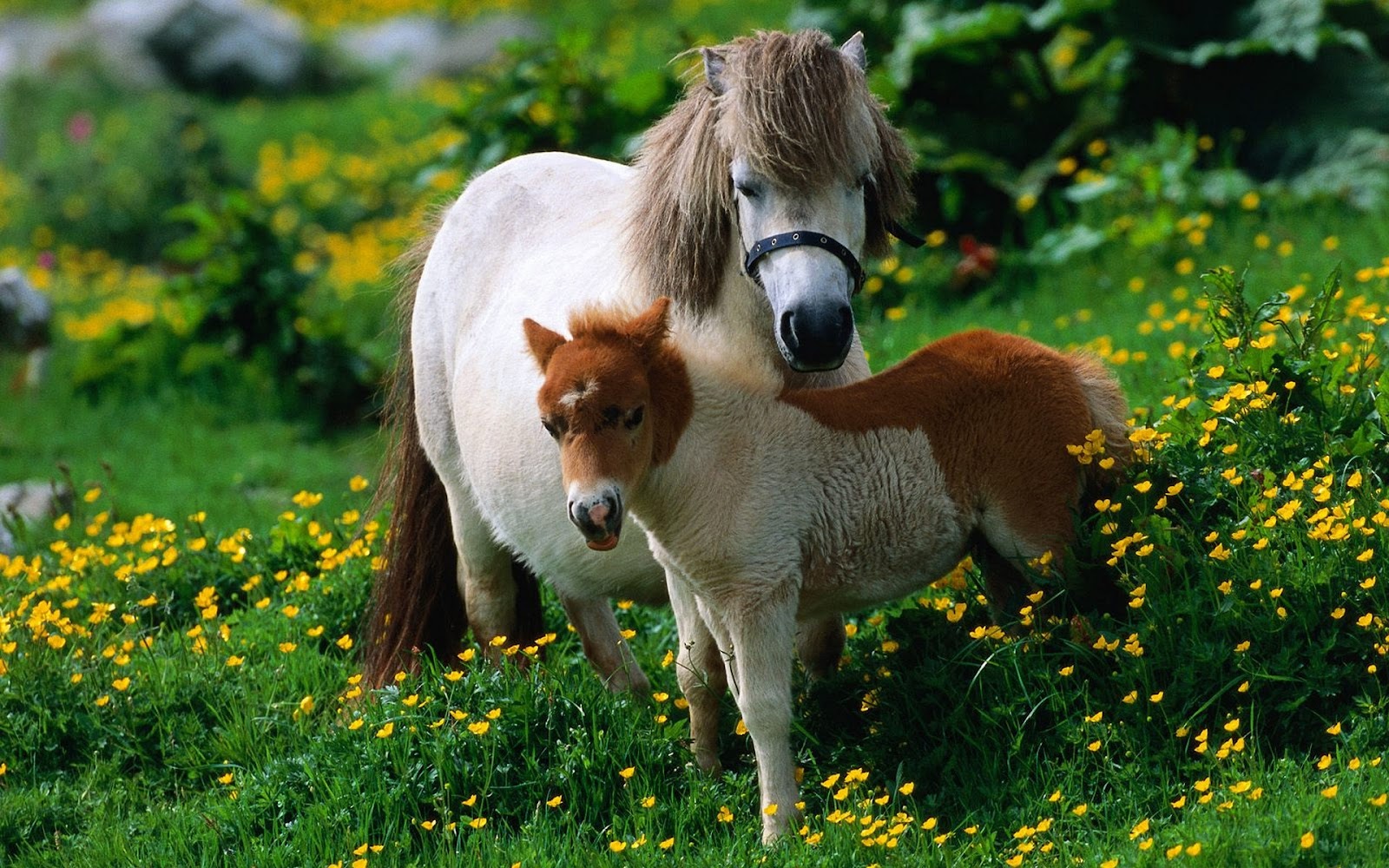 Foaling Miniature Horses