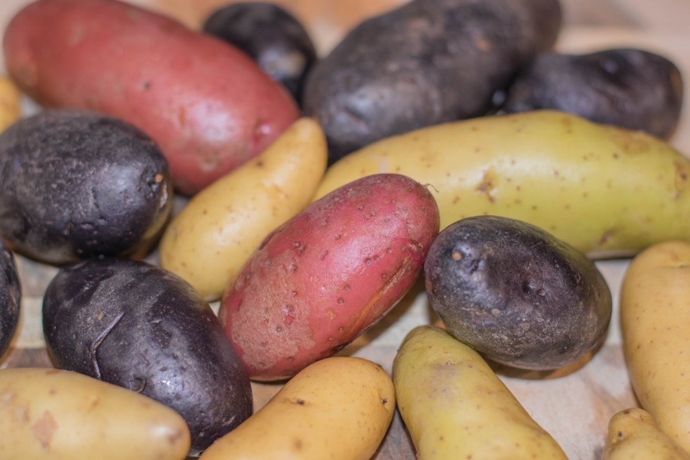Fingerling Potatoes