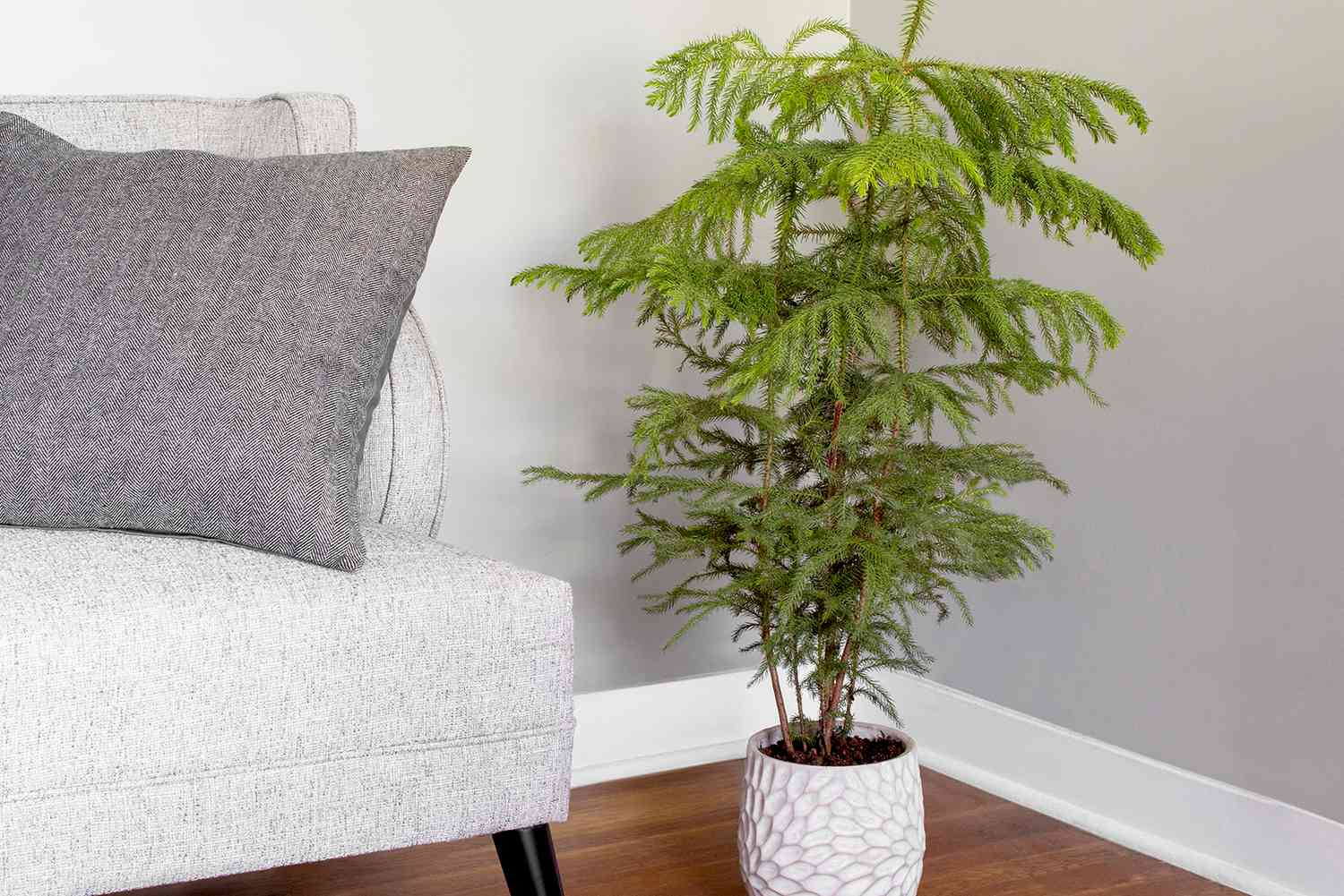Norfolk Island Pine (Araucaria heterophylla)