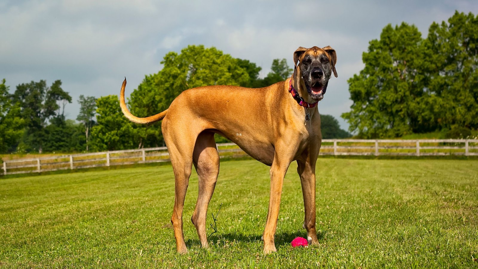 Beautiful tall giant fawn Great Dane standing in park