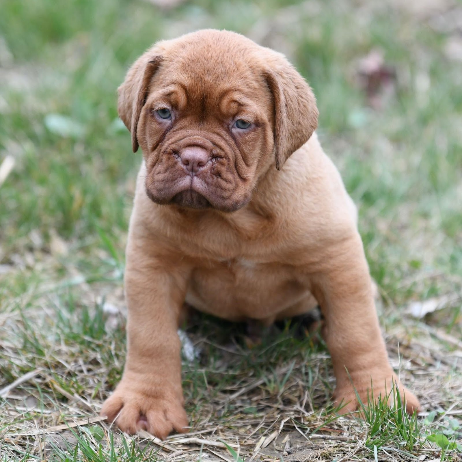 dogue de bordeaux