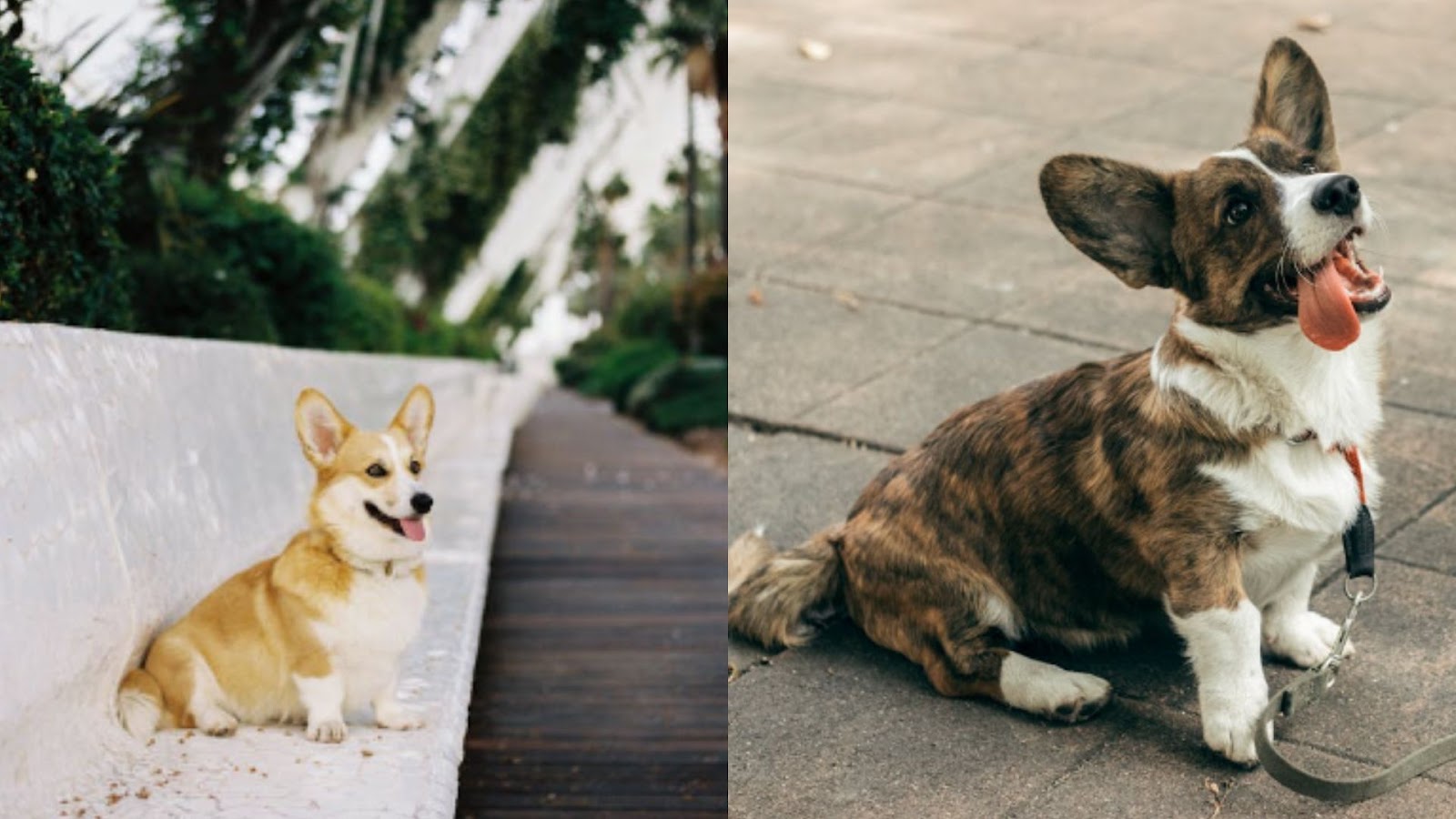 Baby Corgi