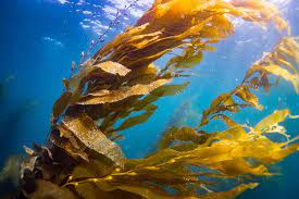 Kelp Forests: Restoring a Lifeline for the Ocean | Earth.Org