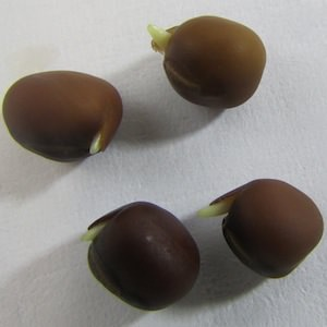 Chitting Method
