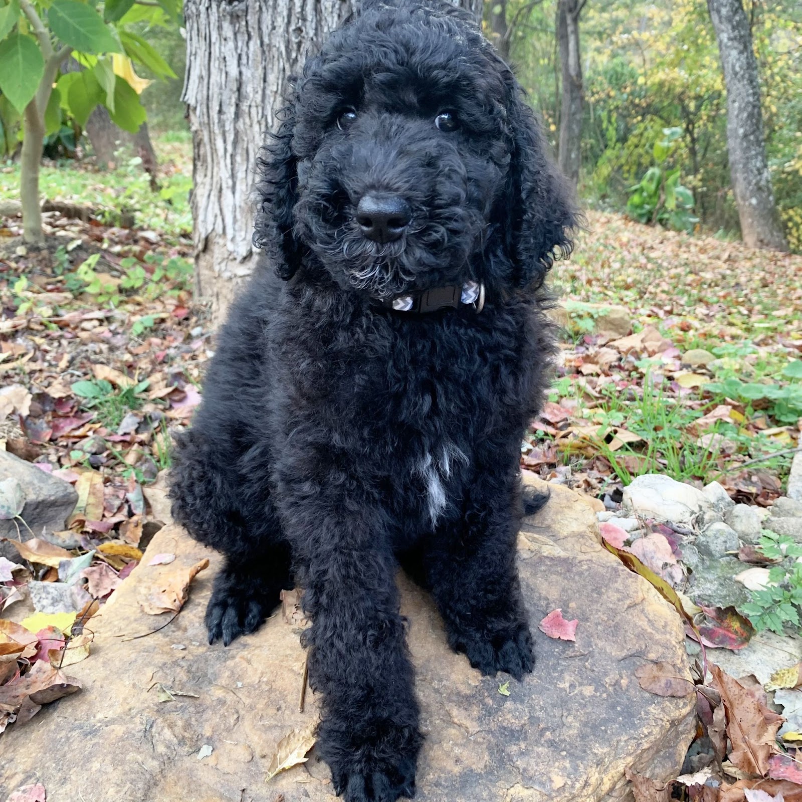 black standard poodle puppy