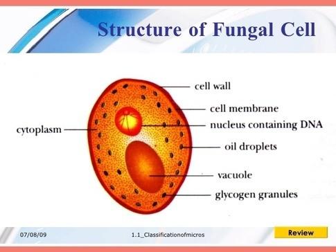 C:\Users\user\Desktop\general biology\fungal cell.jpg