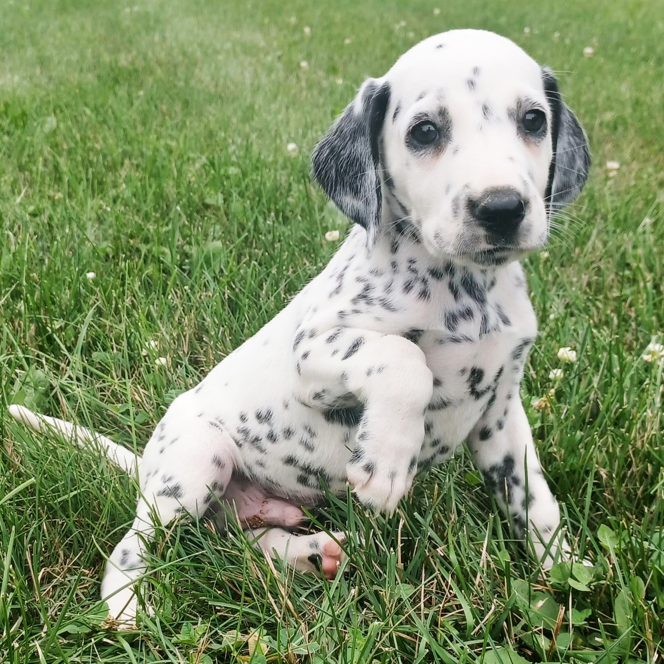 dalmatian puppy