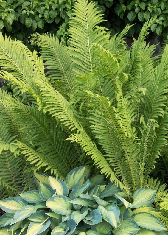 Ostrich Fern