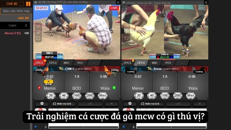 Trải nghiệm cá cược đá gà mcw có gì thú vị?