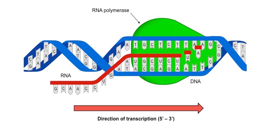 transcription