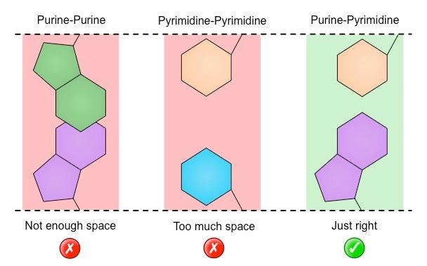 purine-pyrimidine