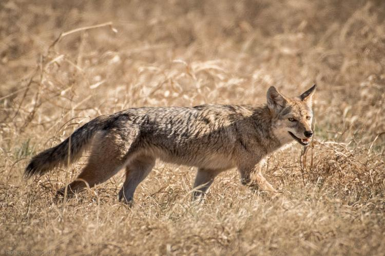 What is the Difference between Wolves and Coyotes?