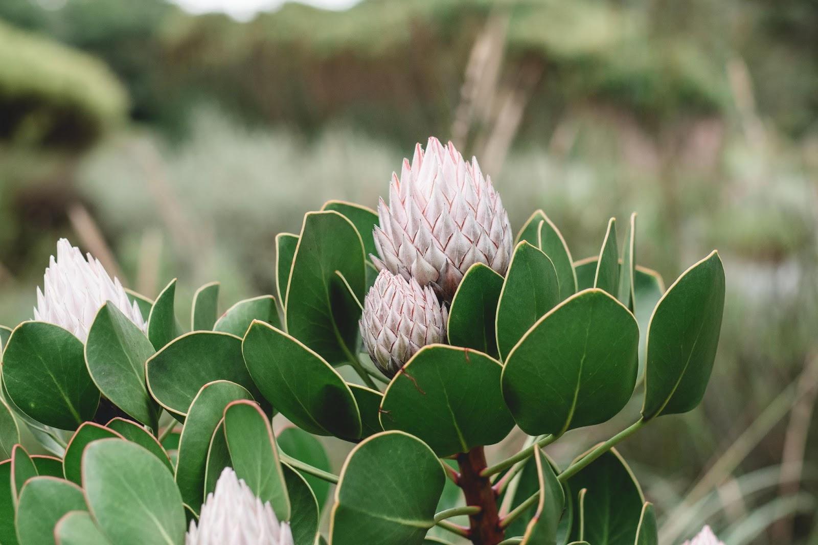 A beautiful pink Protea, a popular plant species in the Cape Floral Kingdom