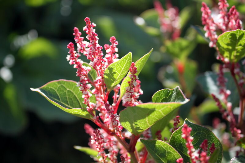 Японский горец растение. Горец остроконечный Polygonum cuspidatum. Гречишник Горец японский. Гречишка кустарниковая.