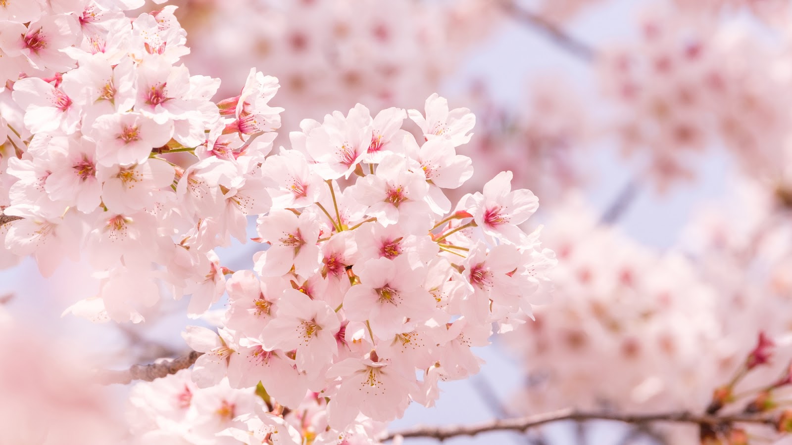 自然を満喫する！北海道【春】の絶景スポット７選