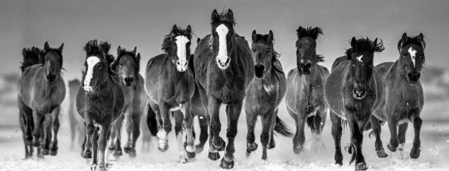 A group of horses running in the snow

Description automatically generated