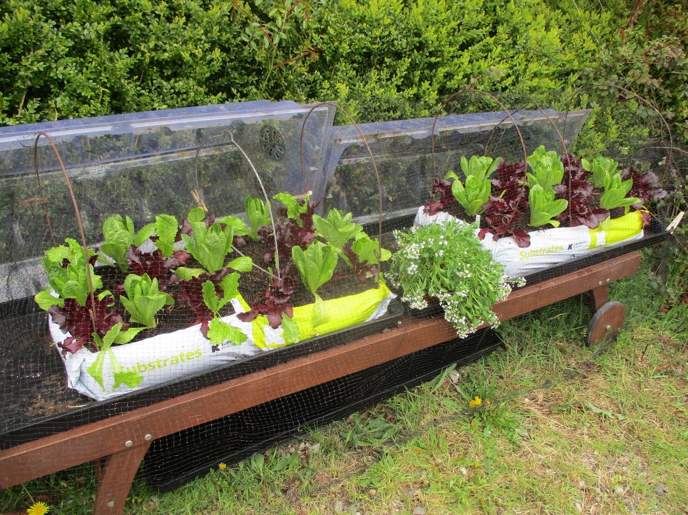 A row of plants in a greenhouse

Description automatically generated