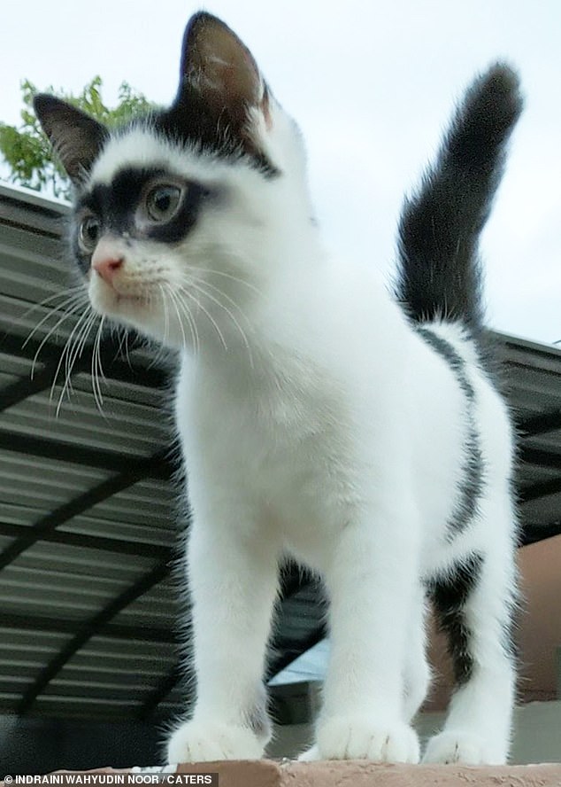 Kitten who looks like Zorro due to unusual markings goes viral | Daily Mail  Online