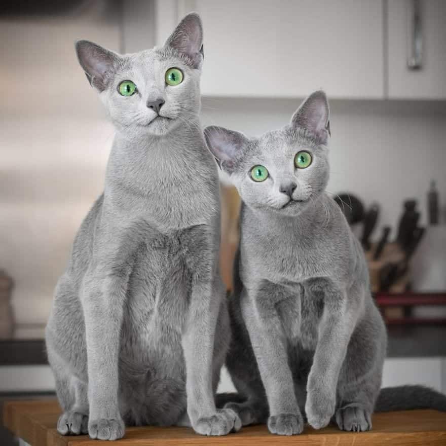 ..Meet Xafi & Auri: Two Russian Blue Cats With Gorgeous Matching Eyes.
