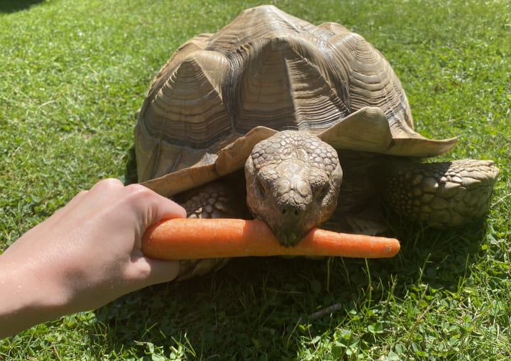 Can Russian Tortoises Eat Carrots