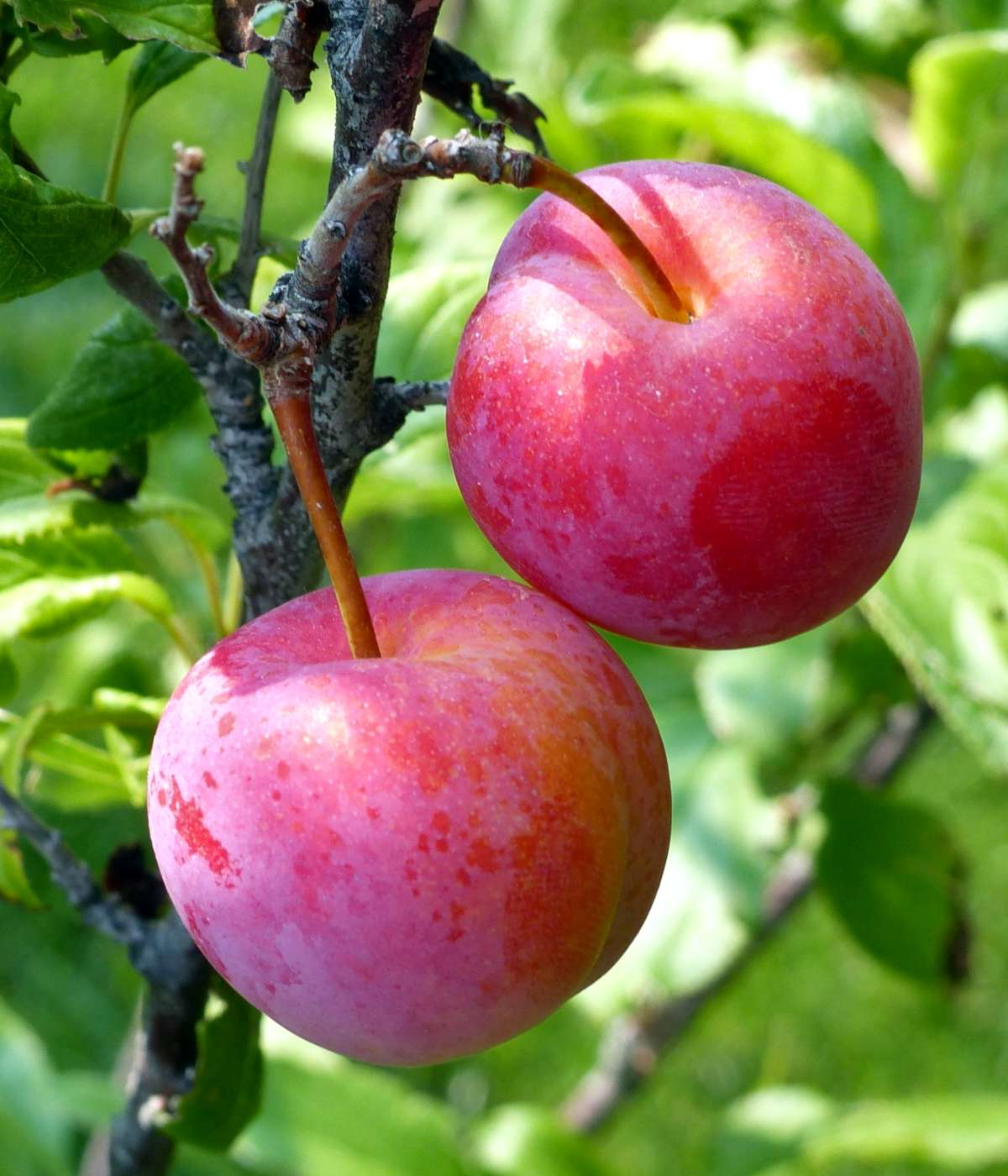 Do plum trees produce fruit every year