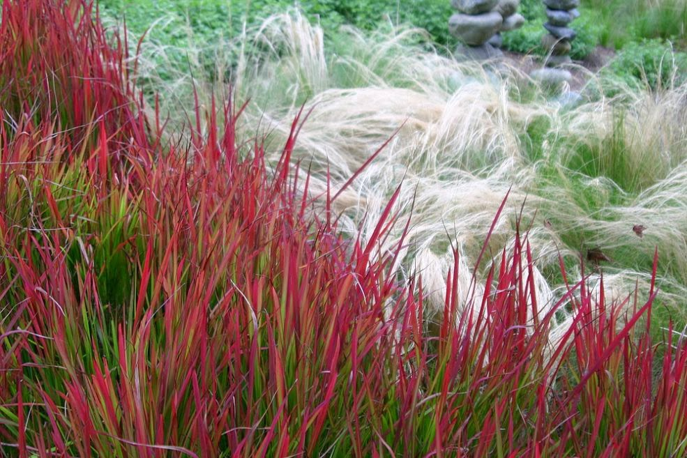 10 Plants to Grow in Clay Soil