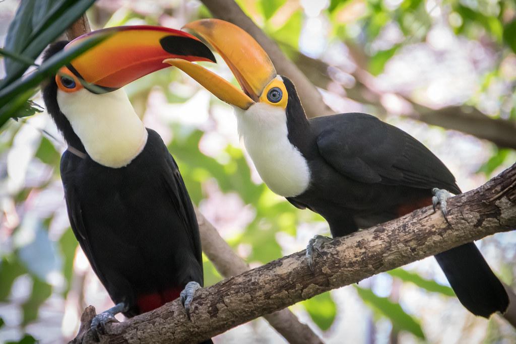 Facts On Toucans