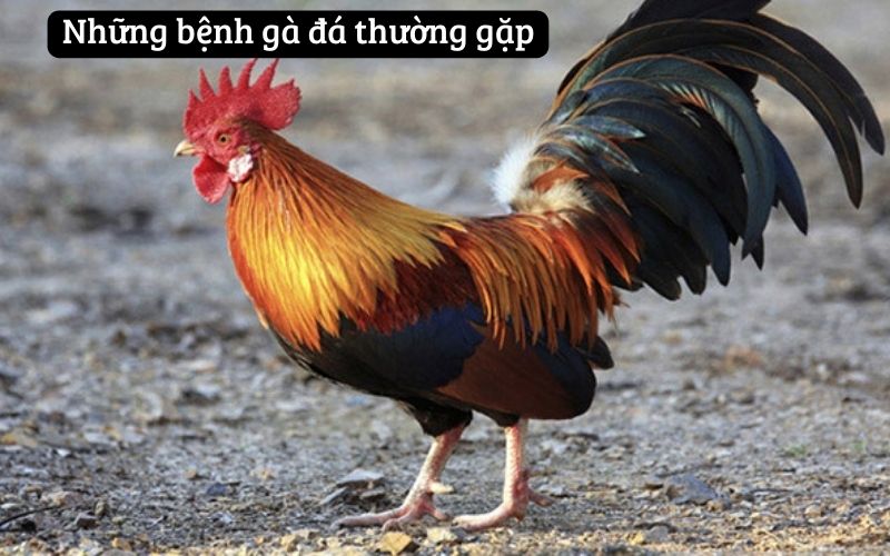 Những bệnh gà đá thường gặp