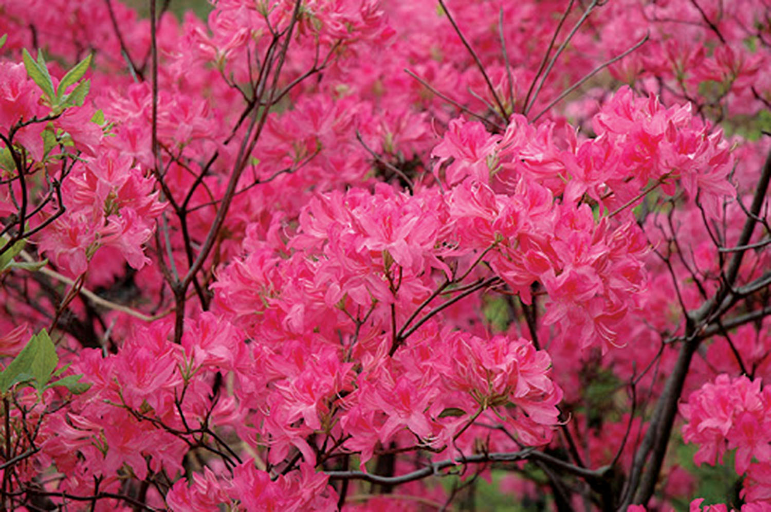 Northern Lights Azalea (Rhododendron 'Northern Lights')