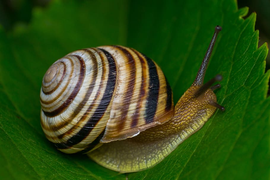 Can Snails Feel Pain