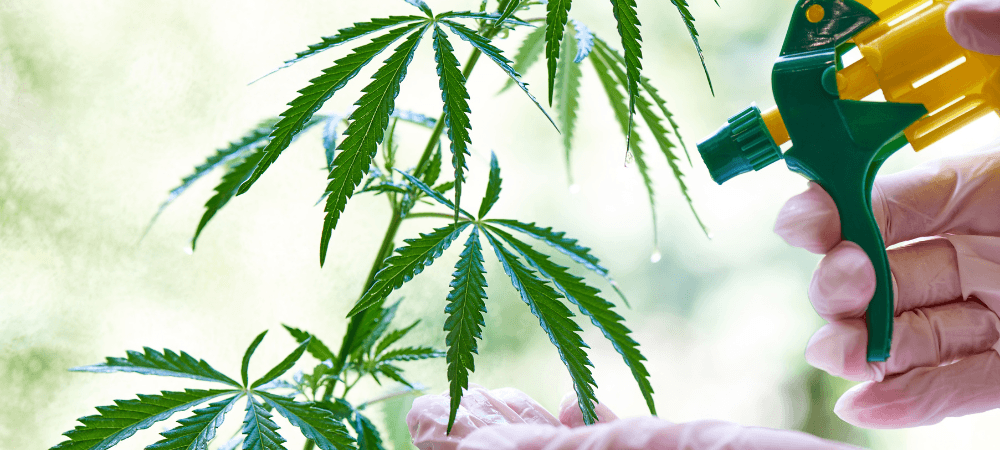 Fertiliser des plantes de cannabis