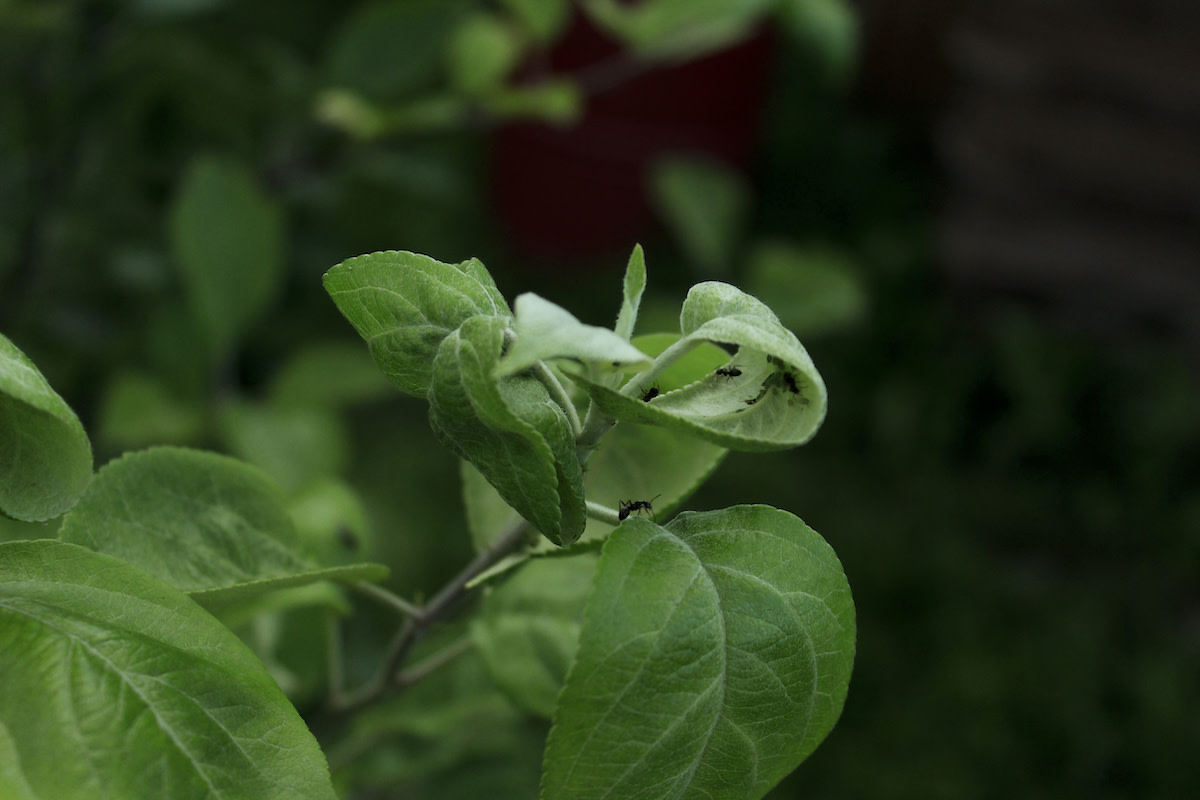 Ants help in pollination.