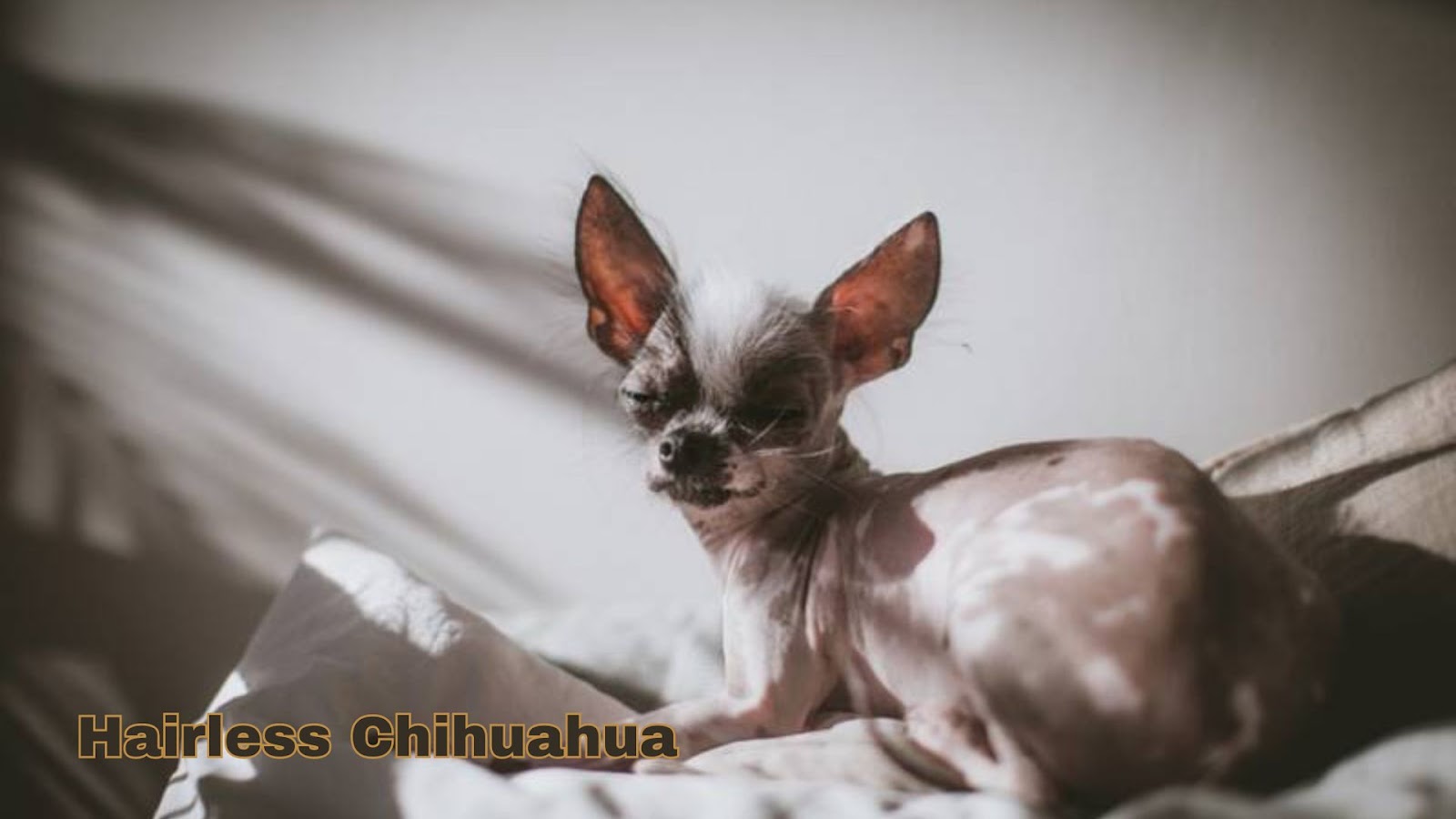 Hairless Chihuahua