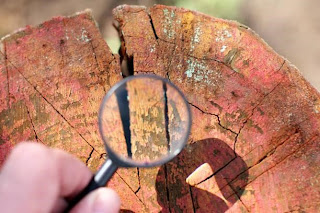 thorough examination of the surface Cracked old wood surface of a tree under a magnifying glass Handheld Magnifying Glass Method of making fire stock pictures, royalty-free photos & images