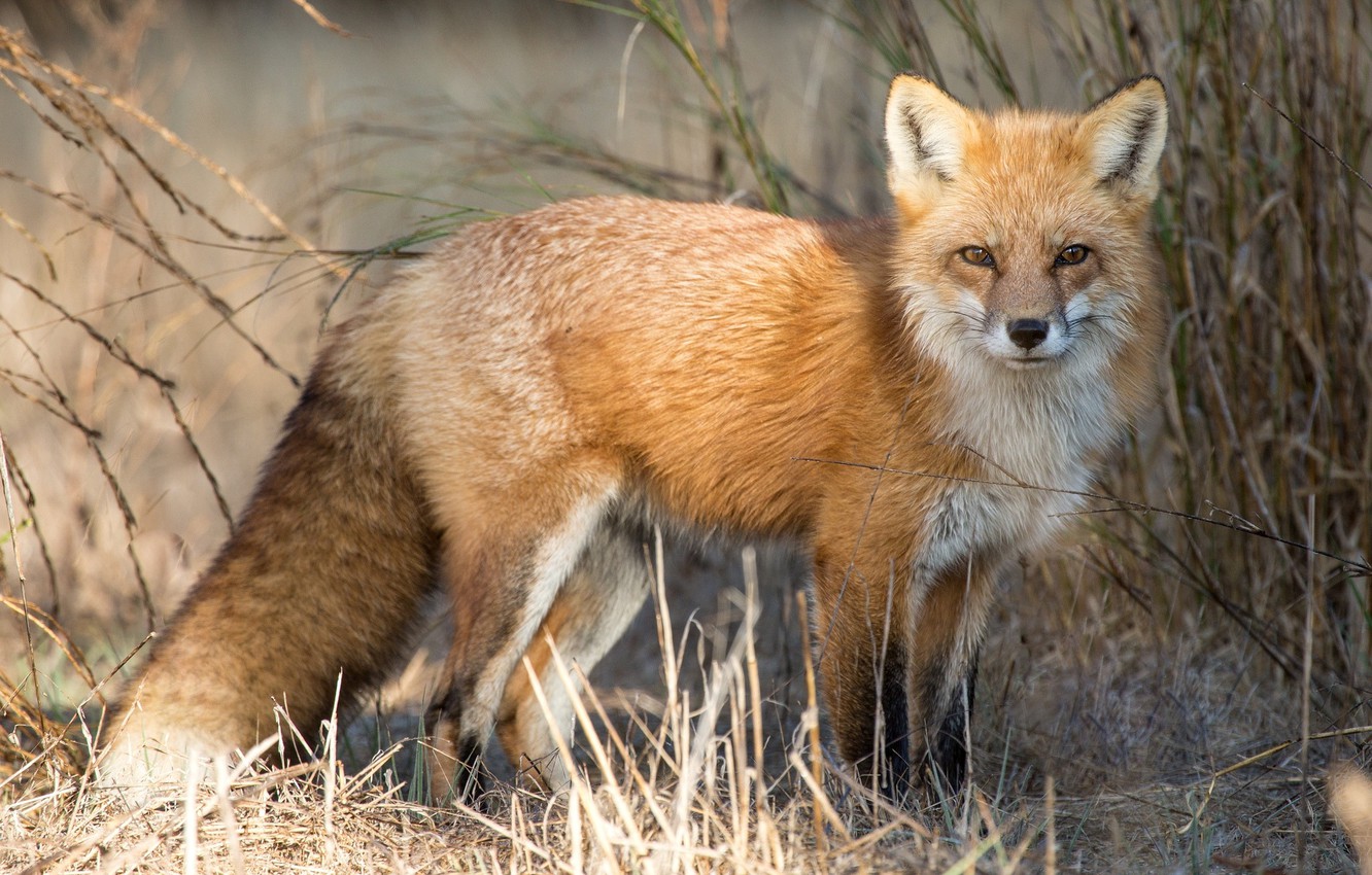 Red Foxes Habits