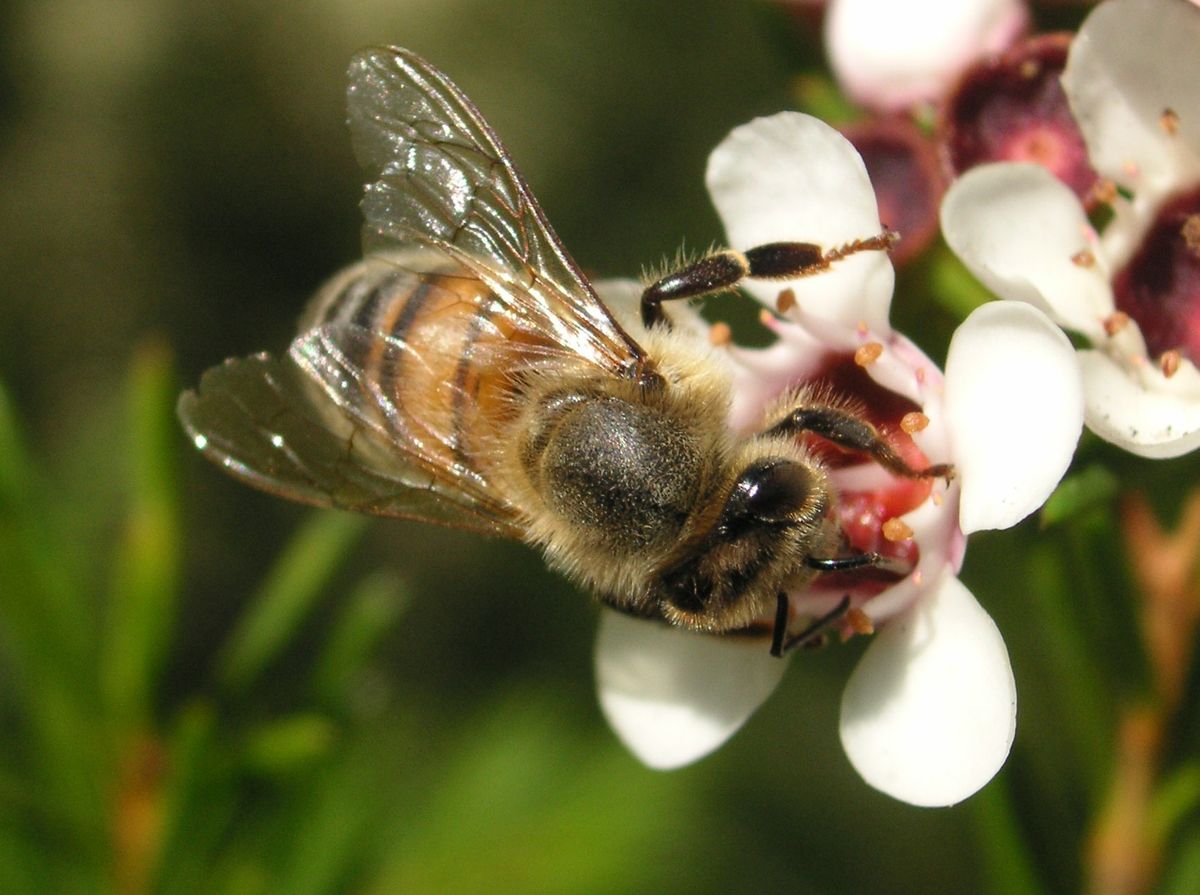 The Psychological Interpretation of Bumblebee Dreams