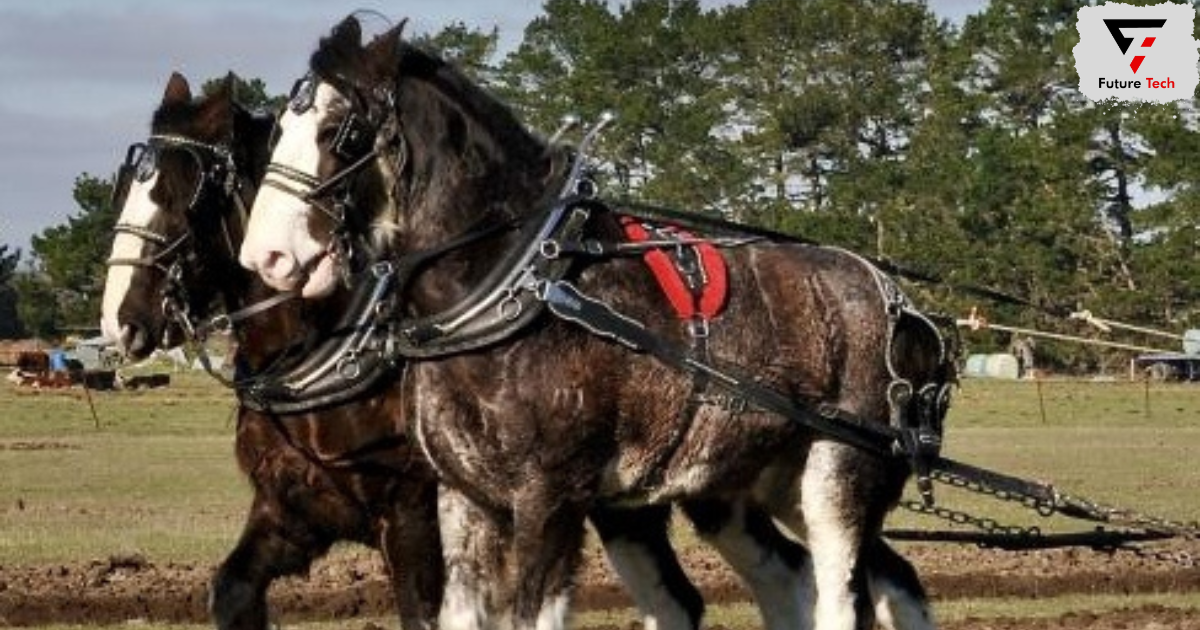 Uses Of Clydesdales and Shires