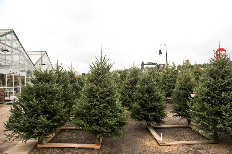 Consider the size, shape, needle retention, and fragrance when choosing the perfect Christmas tree for your space and holiday traditions