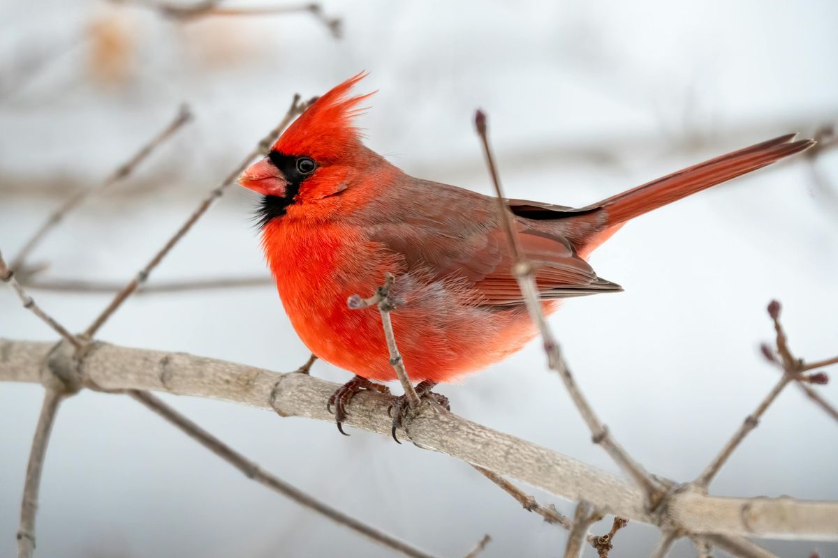 Unraveling the Symbolism of Brown Birds in Dreams