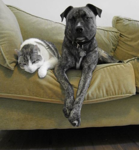 Cat and Dog on a Couch