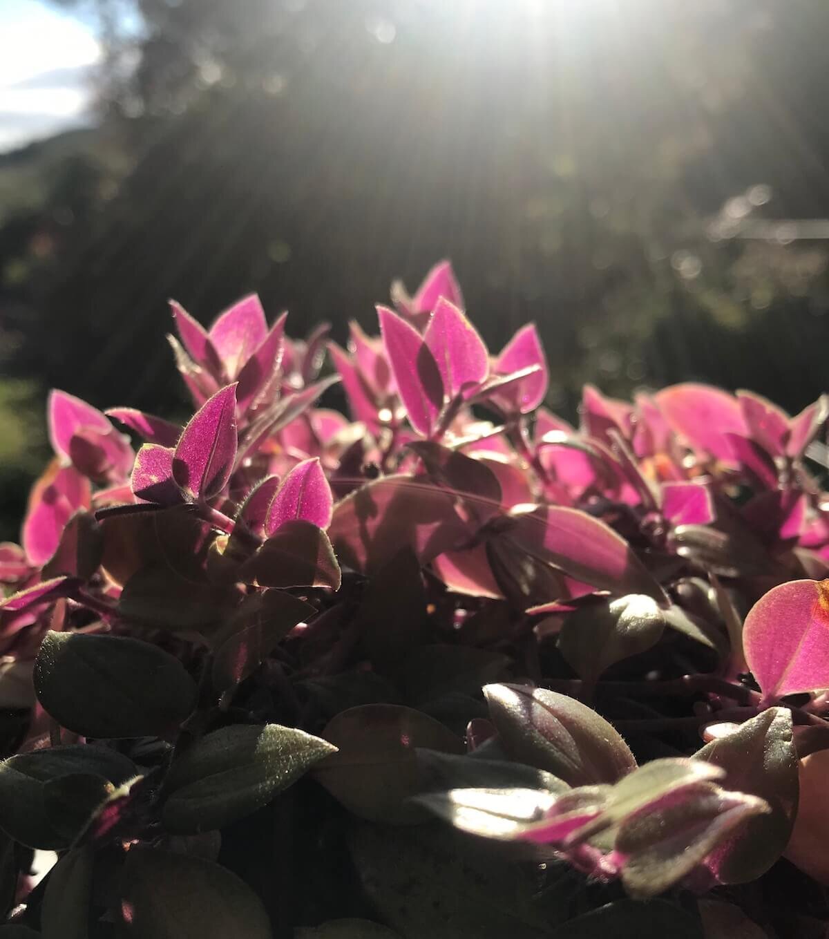 Being a plant, what a glorious life!
