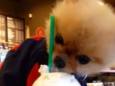 Does Starbucks allows dogs in UK?