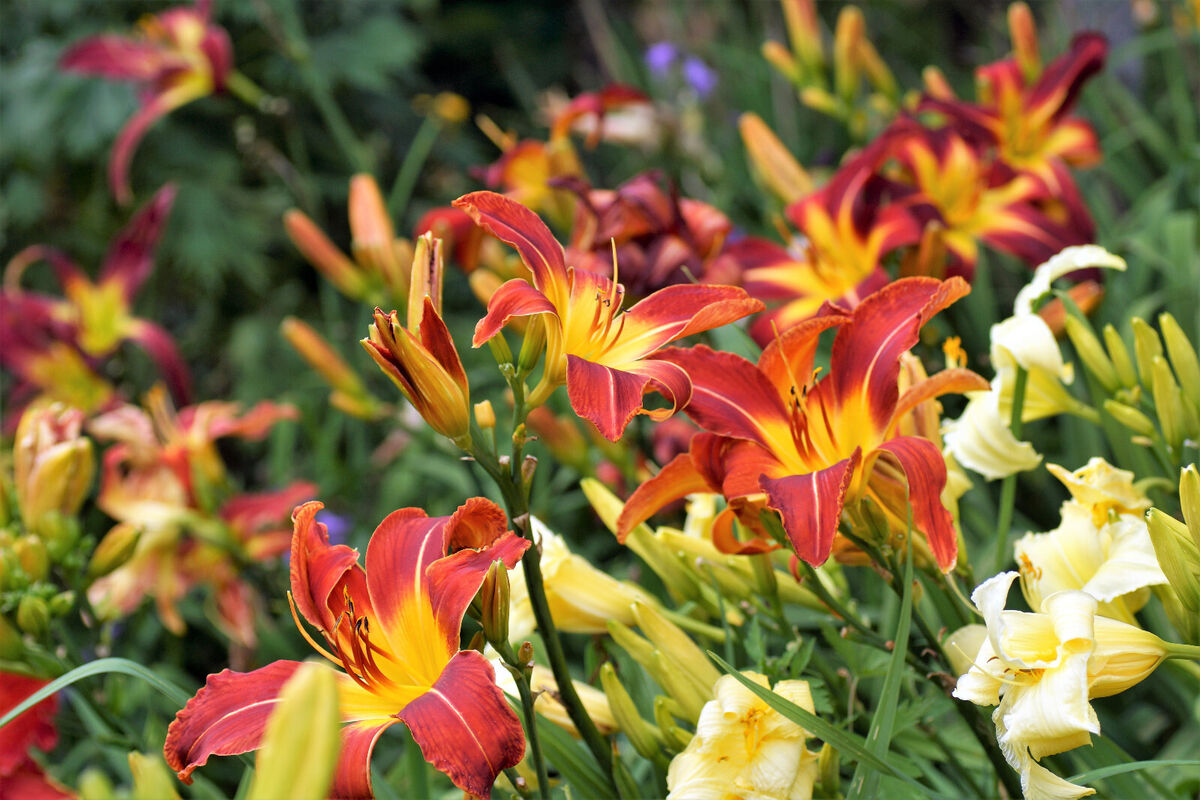 Daylily (Hemerocallis)