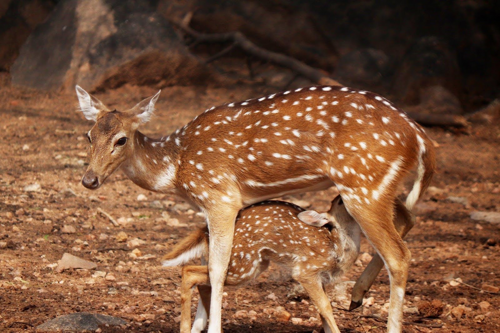 A Sri Lankan Axis Deer Nursing Her Fawn
