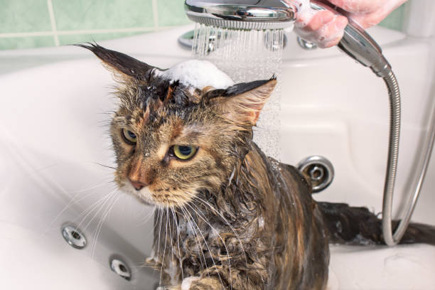 How Often Can You Use Dove Soap on Your Cat?