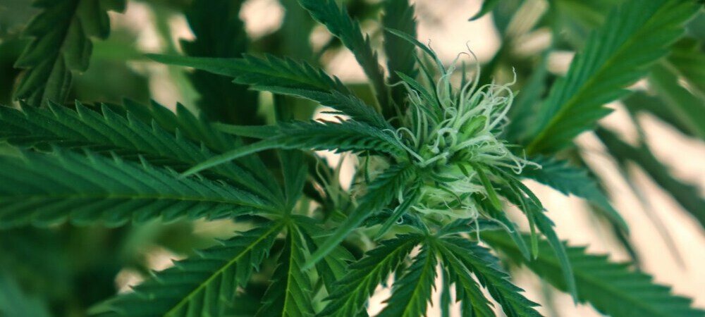 Cultivo de marijuana em varandas e terraços